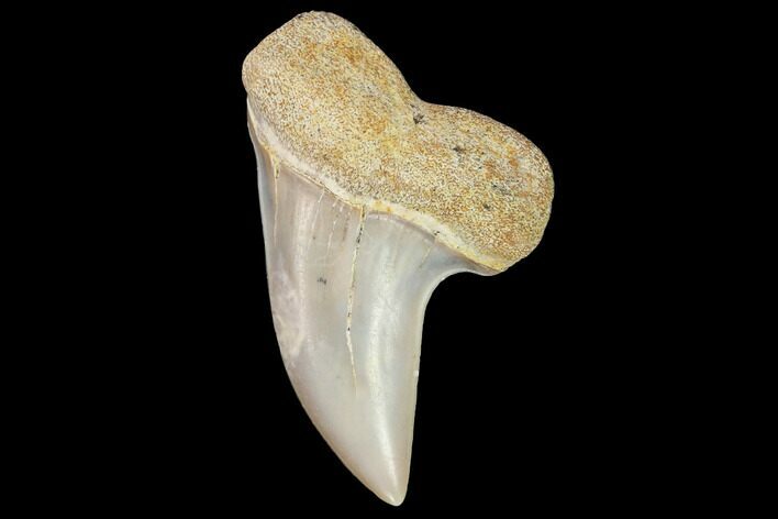 Mako Shark Tooth Fossil - Sharktooth Hill, CA #94713